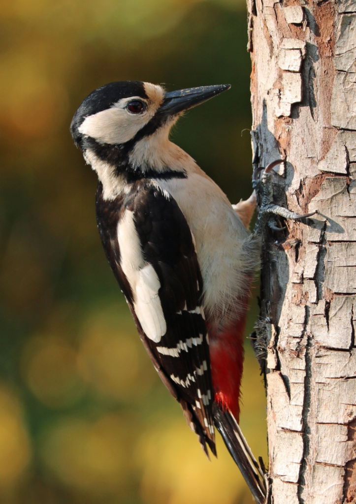 Ekologisk hållbarhet